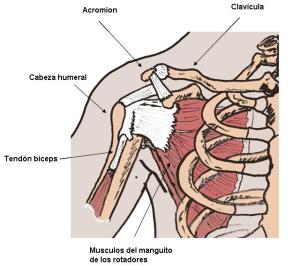 Figura 1. Anatomía del hombro